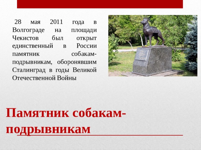   28 мая 2011 года в Волгограде на площади Чекистов был открыт единственный в России памятник собакам-подрывникам, оборонявшим Сталинград в годы Великой Отечественной Войны Памятник собакам-подрывникам