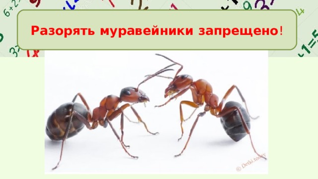Разорять муравейники запрещено !