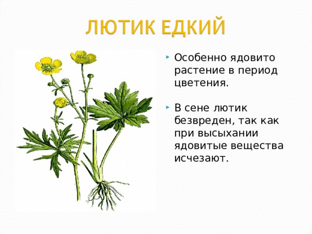 Особенно ядовито растение в период цветения. В сене лютик безвреден, так как при высыхании ядовитые вещества исчезают.