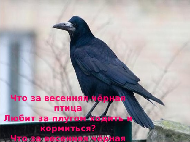 Что за весенняя чёрная птица Любит за плугом ходить и кормиться? Что за весенняя чёрная птица Прямо на трактор чуть не садится?