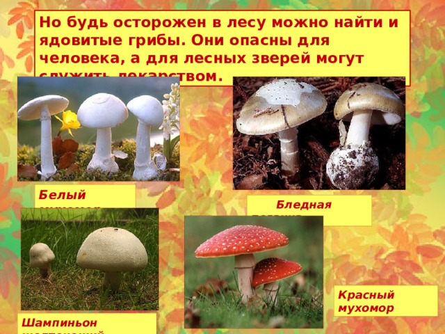 Но будь осторожен в лесу можно найти и ядовитые грибы. Они опасны для человека, а для лесных зверей могут служить лекарством. Белый мухомор  Бледная поганка Красный мухомор Шампиньон желтокожий