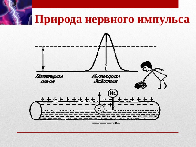 Проведение нервного импульса уровень организации живой природы