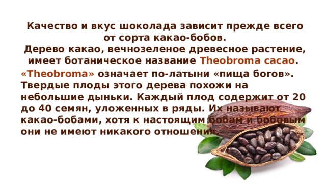 Качество и вкус шоколада зависит прежде всего от сорта какао-бобов.  Дерево какао, вечнозеленое древесное растение, имеет ботаническое название  Theobroma cacao .  «Theobroma» означает по-латыни «пища богов». Твердые плоды этого дерева похожи на небольшие дыньки. Каждый плод содержит от 20 до 40 семян, уложенных в ряды. Их называют какао-бобами, хотя к настоящим бобам и бобовым они не имеют никакого отношения.