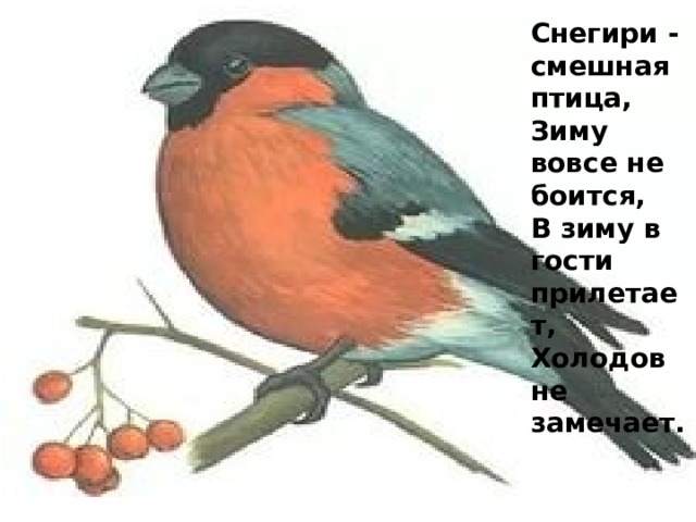 Снегири - смешная птица,  Зиму вовсе не боится,  В зиму в гости прилетает,  Холодов не замечает. Снегири - смешная птица,  Зиму вовсе не боится,  В зиму в гости прилетает,  Холодов не замечает.