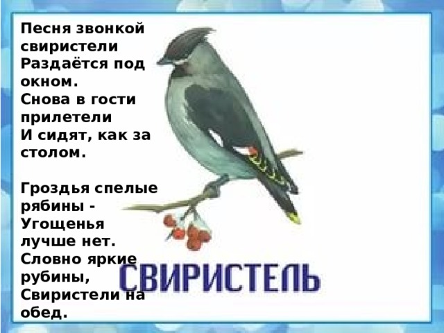 Песня звонкой свиристели Раздаётся под окном. Снова в гости прилетели И сидят, как за столом.   Гроздья спелые рябины - Угощенья лучше нет. Словно яркие рубины, Свиристели на обед.