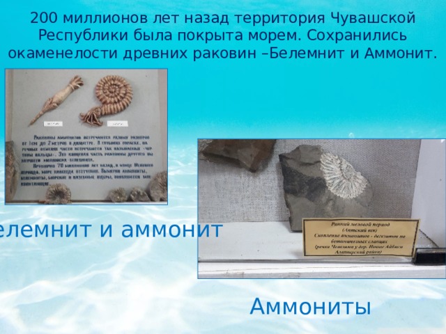 200 миллионов лет назад территория Чувашской Республики была покрыта морем. Сохранились окаменелости древних раковин –Белемнит и Аммонит. Белемнит и аммонит Аммониты