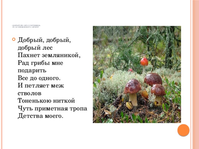 «Добрый лес» муз. Б. Потемкина  сл. М. Пляцковского 1 куплет