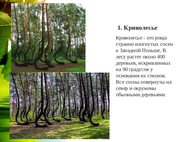 1. Криволесье Криволесье - это роща странно изогнутых сосен в Западной Польше. В лесу растет около 400 деревьев, искривленных на 90 градусов у основания их стволов. Все сосны повернуты на север и окружены обычными деревьями.