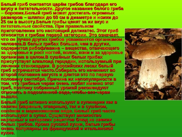 Белый гриб считается царём грибов благодаря его вкусу и питательности. Другое название белого гриба – боровик.Белый гриб может достигать огромных размеров – шляпки до 50 см в диаметре и ножки до 25 см в высоту.Белые грибы ценят за их вкус и питательные свойства. При правильном приготовлении это настоящий деликатес. Этот гриб относится к грибам первой категории. Это означает, что он лучше других грибов усваивается организмом человека.В белых грибах больше, чем в других, содержится рибофлавина – вещества, отвечающего за здоровье и рост ногтей, волос, кожи и за здоровье организма в целом.В сушёных белых грибах присутствует алкалоид герцедин, используемый при лечении стенокардии. В российских лесах белый гриб встречается часто.Собирать его начинают во второй половине августа и длится это по первую половину сентября. Причина их непопулярности в том, что грибные черви очень любят именно этот гриб, поэтому собранный урожай рекомендуют отмочить в подсоленной воде, чтобы все черви вышли.