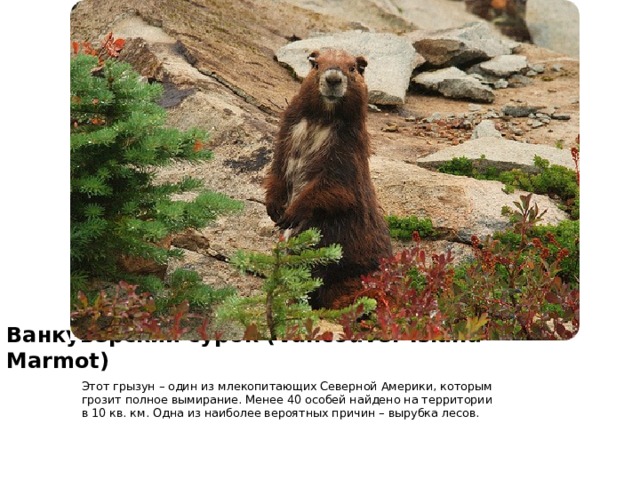 Ванкуверский сурок ( Vancouver Island Marmot) Этот грызун – один из млекопитающих Северной Америки, которым грозит полное вымирание. Менее 40 особей найдено на территории в 10 кв. км. Одна из наиболее вероятных причин – вырубка лесов.