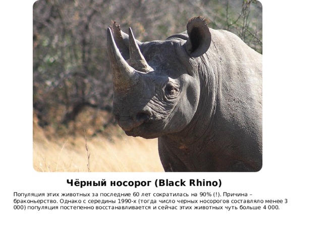 Чёрный носорог ( Black Rhino) Популяция этих животных за последние 60 лет сократилась на 90% (!). Причина – браконьерство. Однако с середины 1990-х (тогда число черных носорогов составляло менее 3 000) популяция постепенно восстанавливается и сейчас этих животных чуть больше 4 000.