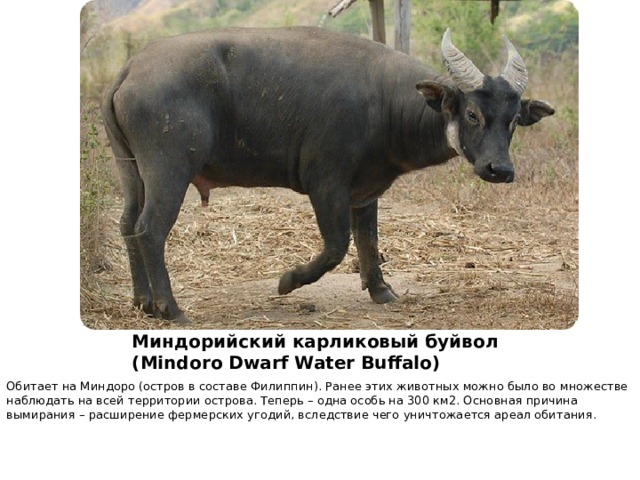 Миндорийский карликовый буйвол ( Mindoro Dwarf Water Buffalo) Обитает на Миндоро (остров в составе Филиппин). Ранее этих животных можно было во множестве наблюдать на всей территории острова. Теперь – одна особь на 300 км2. Основная причина вымирания – расширение фермерских угодий, вследствие чего уничтожается ареал обитания.