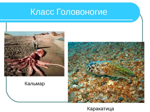 Класс Головоногие Кальмар Каракатица