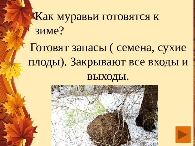 Как муравьи готовятся к зиме? Готовят запасы ( семена, сухие плоды). Закрывают все входы и выходы.