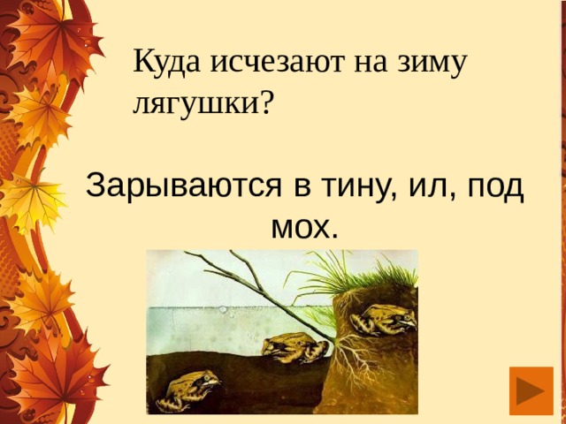 Куда исчезают на зиму лягушки? Зарываются в тину, ил, под мох.