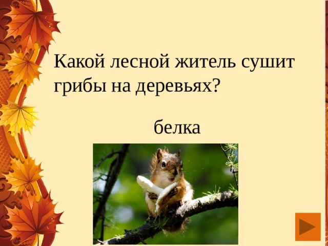 Какой лесной житель сушит грибы на деревьях? белка