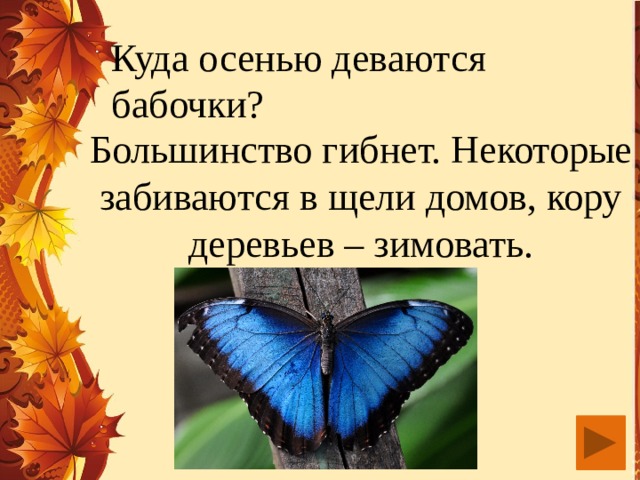 Куда осенью деваются бабочки? Большинство гибнет. Некоторые забиваются в щели домов, кору деревьев – зимовать.