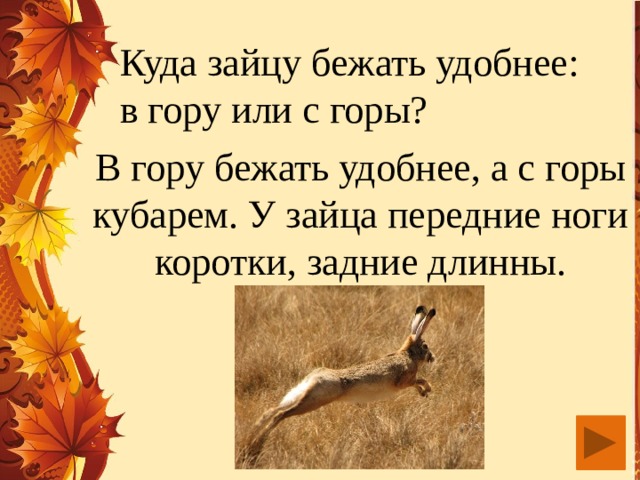 Куда зайцу бежать удобнее: в гору или с горы? В гору бежать удобнее, а с горы кубарем. У зайца передние ноги коротки, задние длинны.