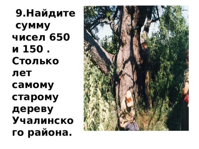 9.Найдите сумму чисел 650 и 150 . Столько лет самому старому дереву Учалинского района.