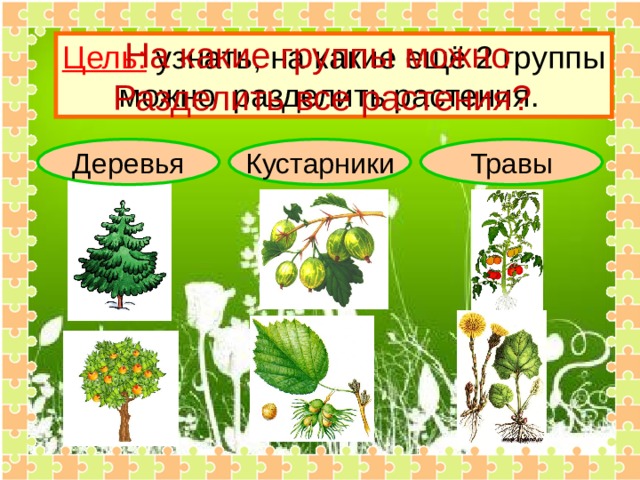 На какие группы можно Разделить  все растения? Цель: узнать, на какие ещё 2 группы можно разделить растения. Деревья Кустарники Травы