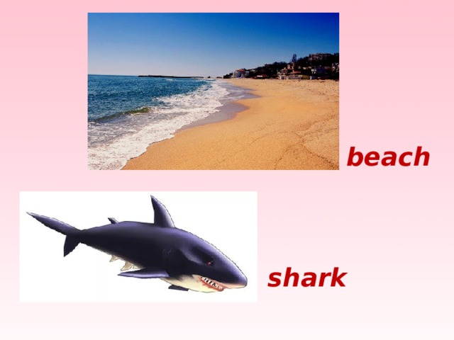 beach shark