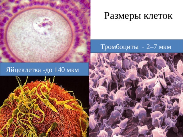 Размеры клеток Тромбоциты - 2–7 мкм Яйцеклетка -до 140 мкм