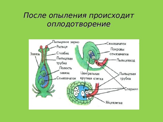 Опыление оплодотворение. Каковы основные биологические функции плодов и семян. Орган в котором происходит оплодотворение. Где происходит оплодотворение у позвоночных животных. Как происходит оплодотворение улитки виноградной.