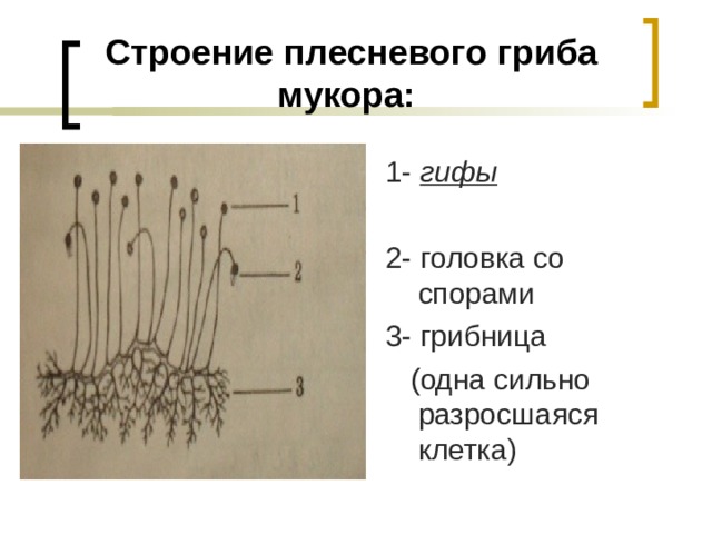 Строение плесневого гриба мукора:  1- гифы  2- головка со спорами 3- грибница  (одна сильно разросшаяся клетка)