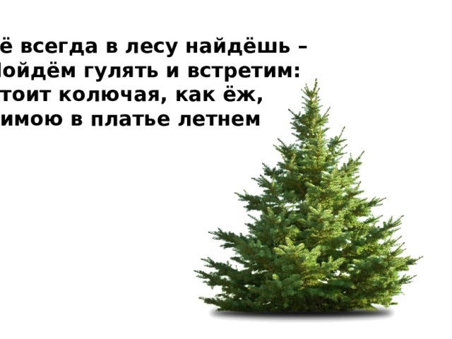 Её всегда в лесу найдёшь – Пойдём гулять и встретим: Стоит колючая, как ёж, Зимою в платье летнем