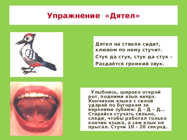 Упражнение «Дятел» Дятел на стволе сидит, клювом по нему стучит. Стук да стук, стук да стук – Раздаётся громкий звук.  Улыбнись, широко открой рот, подними язык вверх. Кончиком языка с силой ударяй по бугоркам за верхними зубами: Д – Д – Д… Старайся стучать сильно, следи, чтобы работал только кончик языка, а сам язык не прыгал. Стучи 10 – 20 секунд.