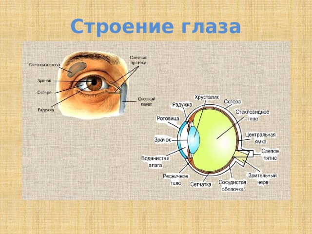 Тест по теме зрение. Строение глаза на английском. Внешнее строение глаза. Презентация на тему зрение. Строение глаза нарушение зрения.