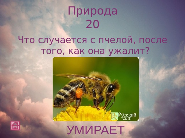 Природа  20 Что случается с пчелой, после того, как она ужалит? УМИРАЕТ