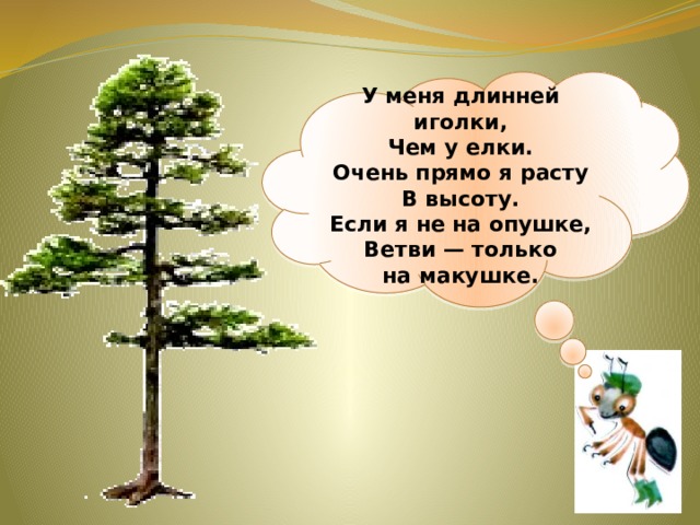 У меня длинней иголки,  Чем у елки.  Очень прямо я расту  В высоту.  Если я не на опушке,  Ветви — только на макушке.