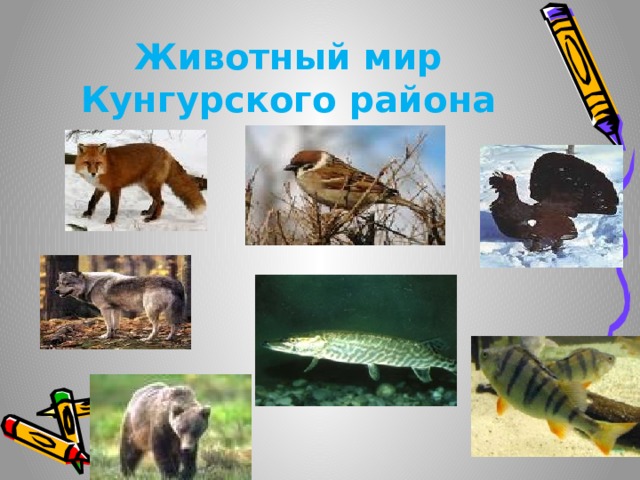 Животный мир Кунгурского района