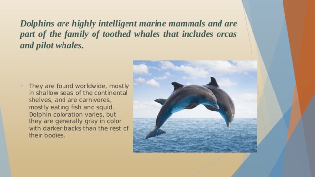Dolphins are highly intelligent marine mammals and are part of the family of toothed whales that includes orcas and pilot whales.