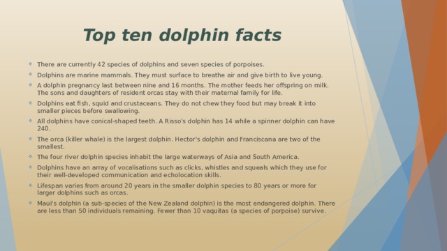 Top ten dolphin facts