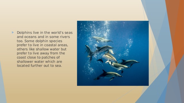Dolphins live in the world’s seas and oceans and in some rivers too. Some dolphin species prefer to live in coastal areas, others like shallow water but prefer to live away from the coast close to patches of shallower water which are located further out to sea.
