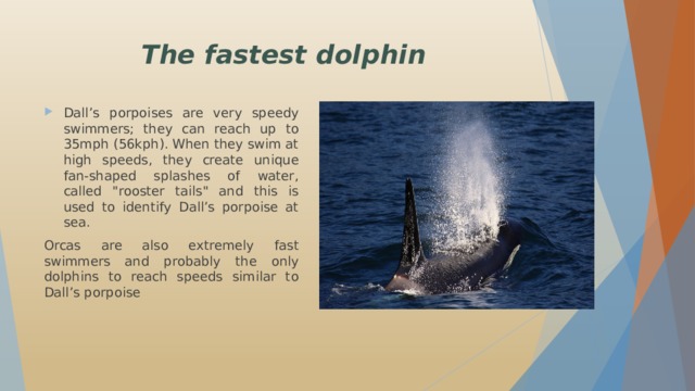 The fastest dolphin Dall’s porpoises are very speedy swimmers; they can reach up to 35mph (56kph). When they swim at high speeds, they create unique fan-shaped splashes of water, called 