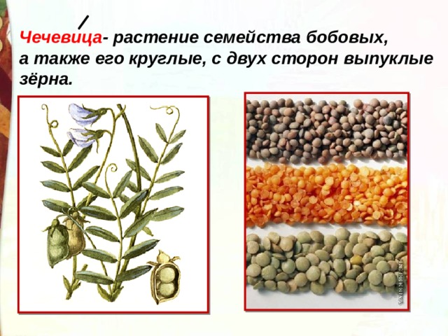 Чечевица - растение семейства бобовых, а также его круглые, с двух сторон выпуклые зёрна.