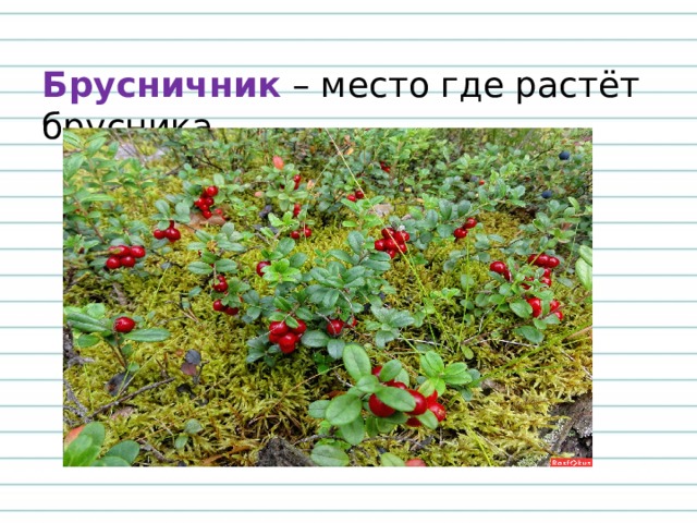 Брусничник – место где растёт брусника .