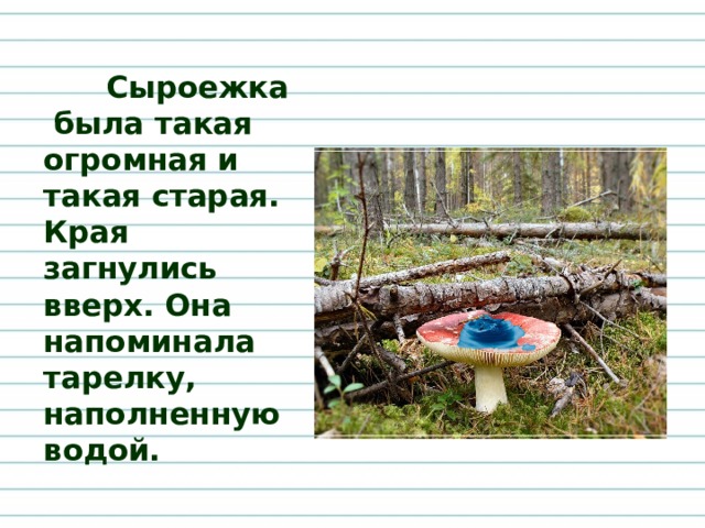 Сыроежка была такая огромная и такая старая. Края загнулись вверх. Она напоминала тарелку, наполненную водой.