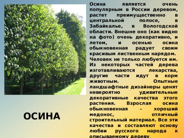 Осина является очень популярным в России деревом, растет преимущественно в центральной полосе, в Забайкалье, в Вологодской области. Внешне оно (как видно на фото) очень декоративно, и летом, и осенью осина обыкновенная радует своим красивым лиственным нарядом. Человек не только любуется им. Из некоторых частей дерева изготавливаются лекарства, другие части идут в корм животным. Опытные ландшафтные дизайнеры ценят невероятно удивительные декоративные качества этого растения. Взрослая осина обыкновенная – хороший медонос, отличный строительный материал. Все эти качества и составляют основу любви русского народа к описываемому дереву .   ОСИНА