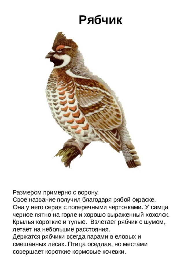 Рябчик Размером примерно с ворону. Свое название получил благодаря рябой окраске. Она у него серая с поперечными черточками. У самца черное пятно на горле и хорошо выраженный хохолок. Крылья короткие и тупые. Взлетает рябчик с шумом, летает на небольшие расстояния. Держатся рябчики всегда парами в еловых и смешанных лесах. Птица оседлая, но местами совершает короткие кормовые кочевки.