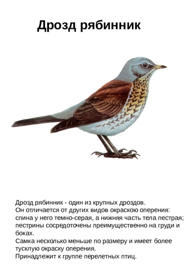 Дрозд рябинник Дрозд рябинник - один из крупных дроздов. Он отличается от других видов окраскою оперения: спина у него темно-серая, а нижняя часть тела пестрая; пестрины сосредоточены преимущественно на груди и боках. Самка несколько меньше по размеру и имеет более тусклую окраску оперения. Принадлежит к группе перелетных птиц.