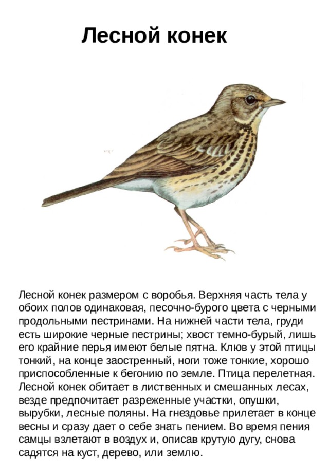 Лесной конек Лесной конек размером с воробья. Верхняя часть тела у обоих полов одинаковая, песочно-бурого цвета с черными продольными пестринами. На нижней части тела, груди есть широкие черные пестрины; хвост темно-бурый, лишь его крайние перья имеют белые пятна. Клюв у этой птицы тонкий, на конце заостренный, ноги тоже тонкие, хорошо приспособленные к бегонию по земле. Птица перелетная. Лесной конек обитает в лиственных и смешанных лесах , везде предпочитает разреженные участки, опушки, вырубки, лесные поляны. На гнездовье прилетает в конце весны и сразу дает о себе знать пением. Во время пения самцы взлетают в воздух и, описав крутую дугу, снова садятся на куст, дерево, или землю.