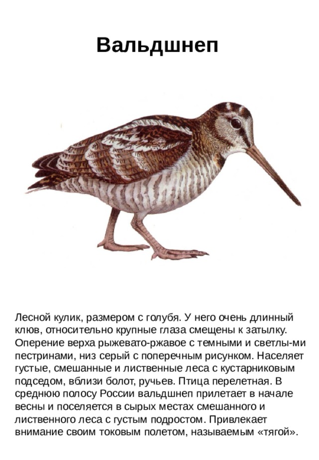 Вальдшнеп Лесной кулик, размером с голубя. У него очень длинный клюв, относительно крупные глаза смещены к затылку. Оперение верха рыжевато-ржавое с темными и светлы-ми пестринами, низ серый с поперечным рисунком. Населяет густые, смешанные и лиственные леса с кустарниковым подседом, вблизи болот, ручьев. Птица перелетная. В среднюю полосу России вальдшнеп прилетает в начале весны и поселяется в сырых местах смешанного и лиственного леса с густым подростом. Привлекает внимание своим токовым полетом, называемым «тягой».