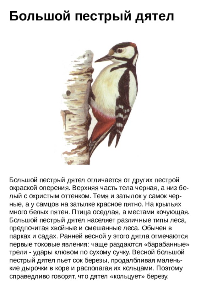 Большой пестрый дятел Большой пестрый дятел отличается от других пестрой окраской оперения. Верхняя часть тела черная, а низ бе-лый с охристым оттенком. Темя и затылок у самок чер-ные, а у самцов на затылке красное пятно. На крыльях много белых пятен. Птица оседлая, а местами кочующая. Большой пестрый дятел населяет различные типы леса, предпочитая хвойные и смешанные леса. Обычен в парках и садах. Ранней весной у этого дятла отмечаются первые токовые явления: чаще раздаются «барабанные» трели  - удары клювом по сухому сучку. Весной большой пестрый дятел пьет сок березы, продалбливая малень-кие дырочки в коре и располагая их кольцами. Поэтому справедливо говорят, что дятел «кольцует» березу.
