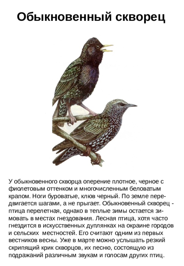 Птицы похожие на скворцов фото с названиями