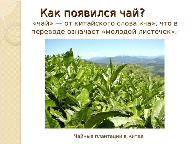 Как появился чай?  «чай» — от китайского слова «ча», что в переводе означает «молодой листочек». Чайные плантации в Китае