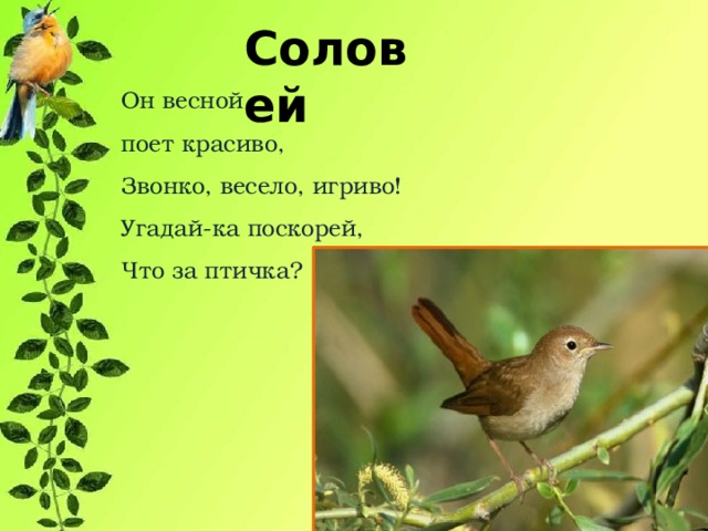 Соловей Он весной поет красиво,  Звонко, весело, игриво!  Угадай-ка поскорей,  Что за птичка?